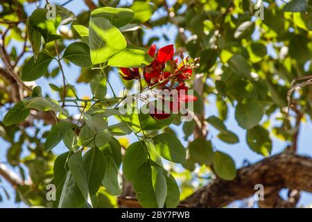 Blühende rote Erythrina, Tigerklaue oder Korallenbaum. Bali, Indonesien. Stockfoto