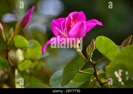 Bauhinia variegata ist eine in Indien und Südasien vorkommende Blumenart . Gebräuchliche Namen sind Bogakatra, Koliar, Kanchan, Kachar Stockfoto