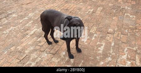 Der Hund wandert um den Platz herum Stockfoto