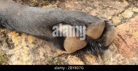 Die Fingerspitzen der Hundepfoten Stockfoto