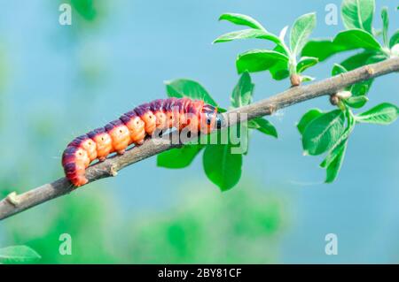 Selektiver Fokus des Cossus cossus Raupe der Ziegenmotte, der auf dem Ast läuft, ist eine Motte der Familie Cossidae Stockfoto