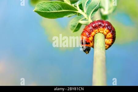 Selektiver Fokus des Cossus cossus Raupe der Ziegenmotte, der auf dem Ast läuft, ist eine Motte der Familie Cossidae Stockfoto