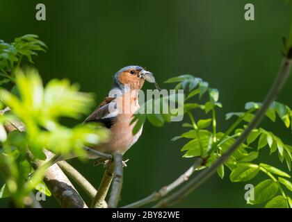 Nahaufnahme eines wilden, männlichen, britischen Buchfinkenvogels (Fringilla coelebs), der im Sommer im Wald bei Sonnenschein mit einem Schnabel voller Insekten steht. Stockfoto