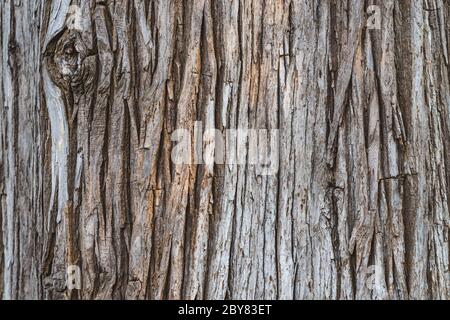 Textur einer Rinde von Cryptomeria Japonica Baum allgemein bekannt als japanische Zeder oder japanische Sugi-Kiefer Stockfoto