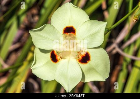 Afrikanische Iris, Bicolor Iris,Dietes bicolor,Iridaceae,Moraea bicolor,Pfauenblume,Gelbe Schmetterlingslilie,Gelbe Blume Bettgarten Stockfoto