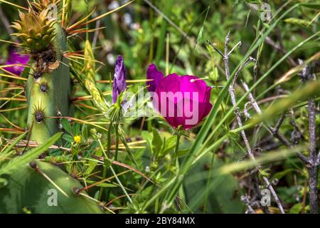 Callirhoe involucrata, Fredericksburg, Hill Country, Purple Poppy Mallow, Texas, USA, Willow City Loop, Weinanbaugebiet, Frühling, Wildblumen Stockfoto