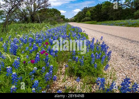 Callirhoe involucrata, Fredericksburg,Hill Country,Lupinus texensis,Purple Poppy Mallow,Texas,USA,Willow City Loop,Winecup,bluebonnets,Frühling,wild Stockfoto