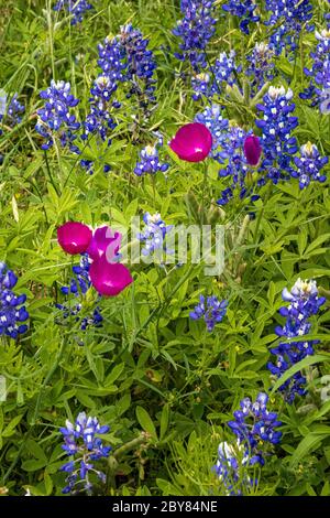 Callirhoe involucrata, Fredericksburg,Hill Country,Lupinus texensis,Purple Poppy Mallow,Texas,USA,Willow City Loop,Winecup,bluebonnets,Frühling,wild Stockfoto