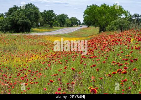 Schwarze-Eyed Susans, Braun-Eyed Susans, Gaillardia pulchella, Hill Country, Rudbeckia hirta, Texas, USA, indische Decke, Frühling, Wildblumen Stockfoto