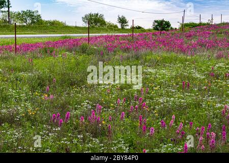 Castilleja purpurea var. purpurea, Downy Indian Paintbrush, Hill Country, Prairie Paintbrush, Purple Paintbrush, Purple Prairie Paintbrush, Texas, USA, Frühling Stockfoto