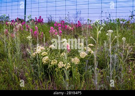 Antilopenhörner, Asclepias asperula, Castilleja purpurea var. purpurea, Downy Indian Paintbrush, Hill Country, Prairie Paintbrush, Lila Paintbrush, Lila Stockfoto