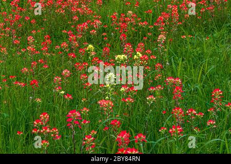 Castilleja indivisa, Ennis, Texas, USA, indische Pinsel, rot, Frühling, Wildblumen, gelb Stockfoto