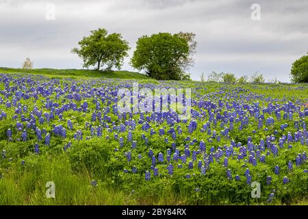 Ennis, Lupinus texensis,Texas,USA,bluebonnets,Frühling,Wildblumen Stockfoto