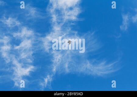 Krähe mit Kapuze und Spreizung am Himmel Stockfoto