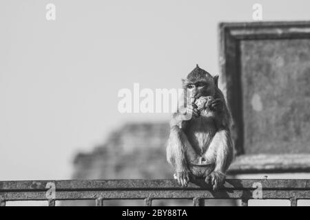 Affe vor der alten Pagodenarchitektur Wat Phra Prang Sam Yot Tempel, Lopburi, Thailand. Affe, der Obst in den Ruinen von Lopburi isst, Stockfoto