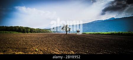 Einsamer Baum auf dem Boden Boden Erde Feld für die Landwirtschaft über grüne Natur Berg schönen blauen Himmel Hintergrund. Stockfoto