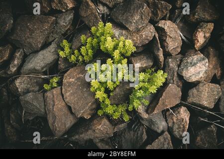 Wachstum durch großen Felsen, wachsen durch schwierige Umstände Stockfoto