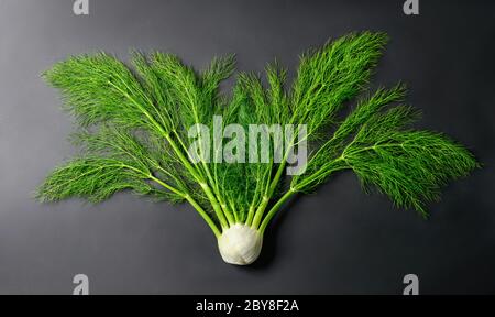 Frisches ganzes Fenchel Gemüse, wie es wächst, mit Stielen und leuchtend grünen Blättern auf dunklem Hintergrund, Studio-Aufnahme Stockfoto