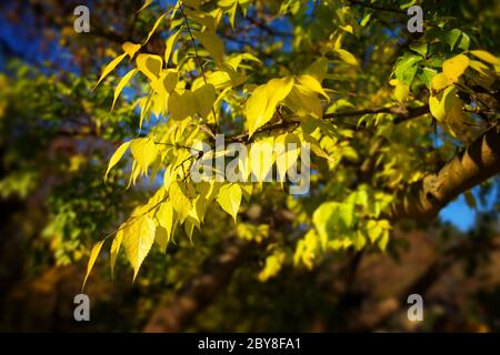 Leuchtend gelbe Blätter auf einem Zweig in einem Park vor dunkel verschwommenem Hintergrund, mit weichem Glühen-Effekt im Sonnenlicht Stockfoto