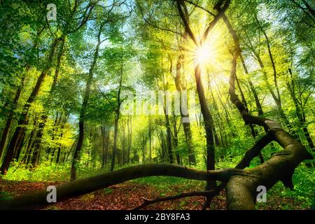 Zauberhafte grüne Landschaft: Eine Waldlichtung mit der Sonne, die durch grünes Laub scheint Stockfoto