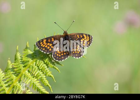 Männliche Heide Fritillary Melitaea athalia bei bin Combe auf Exmoor in Somerset UK Stockfoto