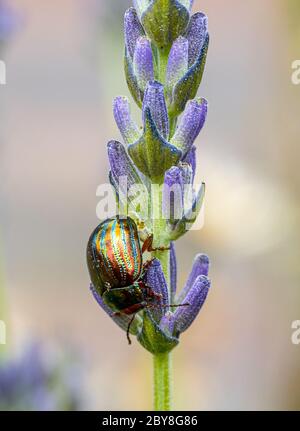 Rosmarin Käfer Chrysolina americana Fütterung auf Lavendel Blütenknospen UK Stockfoto