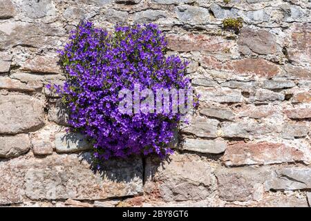 Campanula garganica ' Mrs Resholt ' die Adriatische Glockenblume blüht in den Rissen in der Wand in Somerset UK Stockfoto