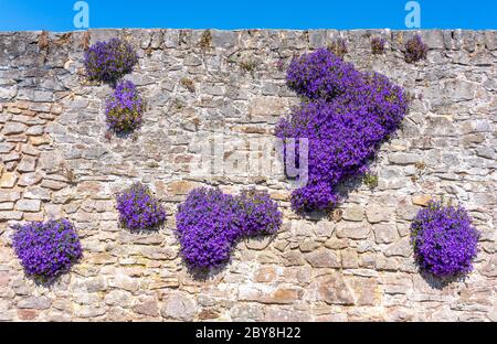 Campanula garganica ' Mrs Resholt ' die Adriatische Glockenblume blüht in den Rissen in der Wand in Somerset UK Stockfoto