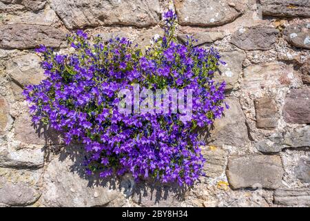 Campanula garganica ' Mrs Resholt ' die Adriatische Glockenblume blüht in den Rissen in der Wand in Somerset UK Stockfoto