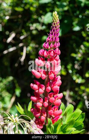 Die Blütenspitze einer Lupine 'die Seite' (Lupinus 'die Seite') Stockfoto