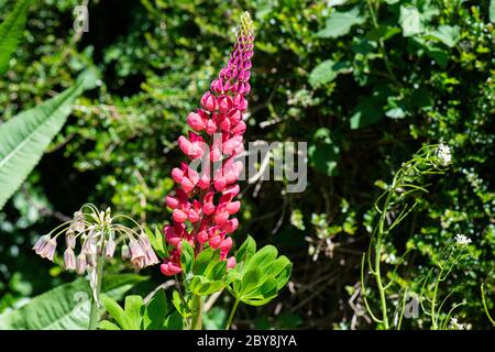 Die Blütenspitze einer Lupine 'die Seite' (Lupinus 'die Seite') Stockfoto