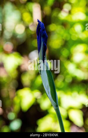 Eine Blütenknospe einer bunten japanischen Iris (Iris laevigata 'Variegata') Stockfoto