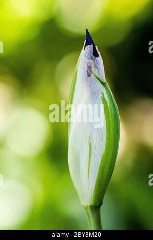 Eine Blütenknospe einer bunten japanischen Iris (Iris laevigata 'Variegata') Stockfoto