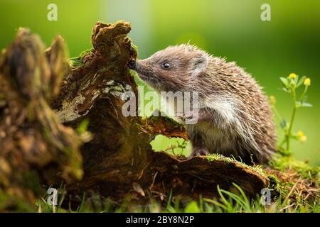Niedliche junge nordweiße reihige Igel klettern stumpf und schnüffeln Stockfoto