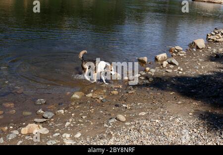 Hund zieht Stock aus American River Stockfoto