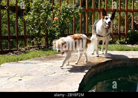 Hunde wollen in der Nähe des Besitzers im Pool sein Stockfoto