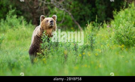 Interessierte Braunbär schnüffelt nach Düften auf der Wiese und versteckt sich hinter Busch Stockfoto