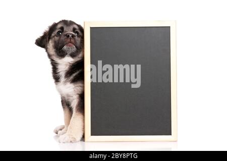 Welpe mit blackboard Stockfoto