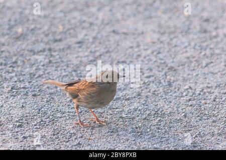 Dunnock (Prunella modularis) kleiner Singvogel im Seaton Wetlands Nature Reserve, Devon Stockfoto