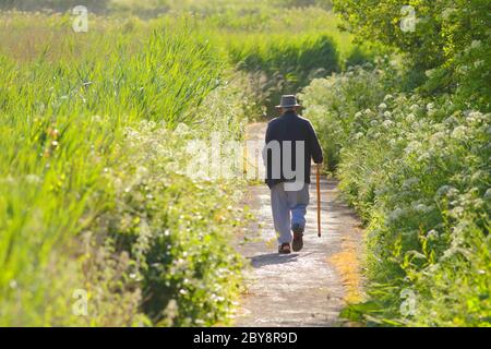 Ein alter Mann mit Stock, der in Seaton Wetlands, Devon, unterwegs ist Stockfoto
