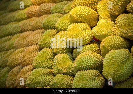 Ein Nahaufnahme von vielen frischen Durian Früchten auf dem Markt Stockfoto