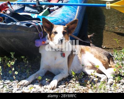 Hund entspannt auf Fluss Rafting-Reise Stockfoto