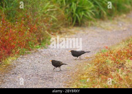 Amsel (Turdus merula) Männchen im Garten Stockfoto