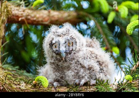 Eine kleine Langohreule sitzt auf einem Ast im Wald. Baby-Langohreule im Wald Stockfoto