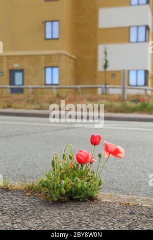 Rote wilde Mohnblumen, die aus Riss in der Stadt Seaton, Devon, wachsen Stockfoto