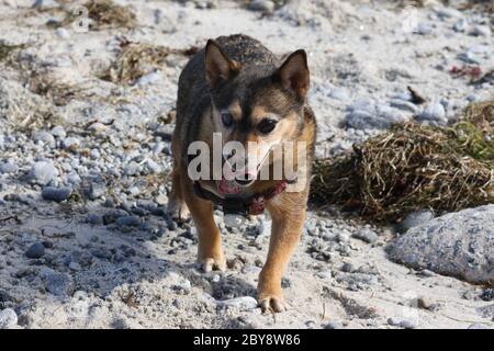 Kleiner Hund erkundet die Küste Stockfoto