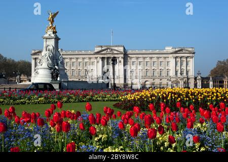 Buckingham Palace und Queen Victoria Memorial mit Spring Tulips, London, England, Großbritannien Stockfoto