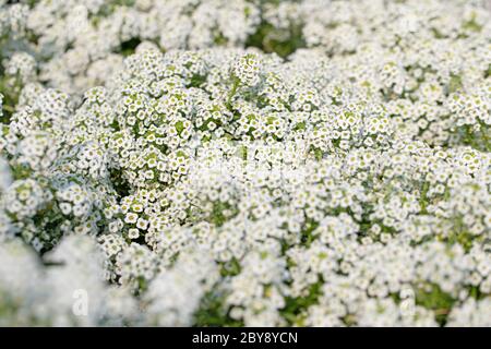 Blühende Duftsteinrich, Lobularia maritima, in einer Nahaufnahme Stockfoto