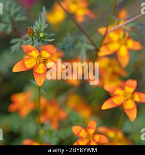 Blühende bidens im Garten, orange Blumen Stockfoto