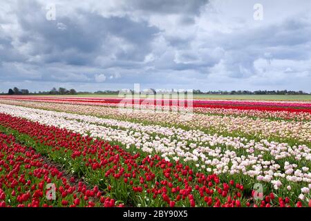 tulpenfelder in niederländischen Bauernhof Stockfoto